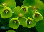 Linnaeus,افوربیا , فرفیون زینتی